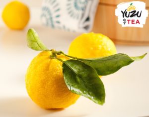 ciri ciri buah yuzu citrus